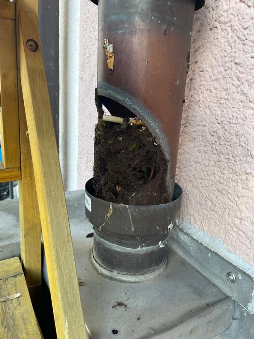 Geöffnete Reinigungsklappe an einem Fallrohr, das mit Erde und Moos zugesetzt ist